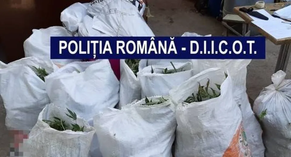 Foto Cultură de cannabis, descoperită în curtea unui bărbat