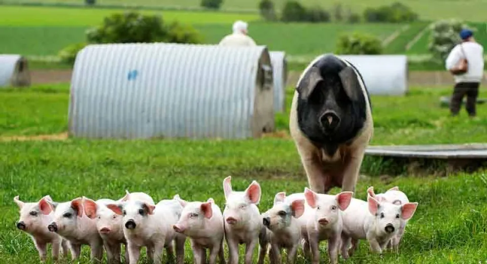 Foto INS: scădere de 4% în producția de carne de porc