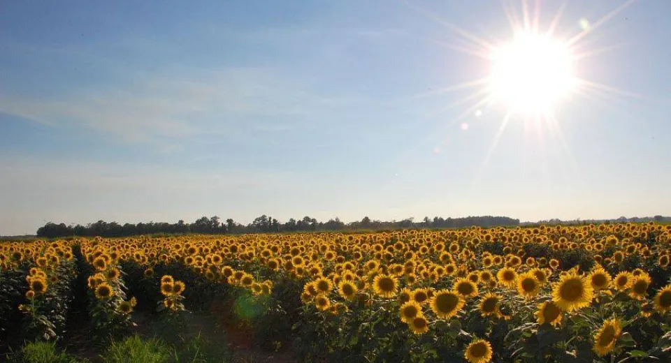 Foto România, pe podiumul european, locul doi la producția de floarea soarelui