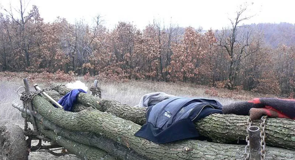 Foto Doljeancă, prinsă la furat de salcâmi