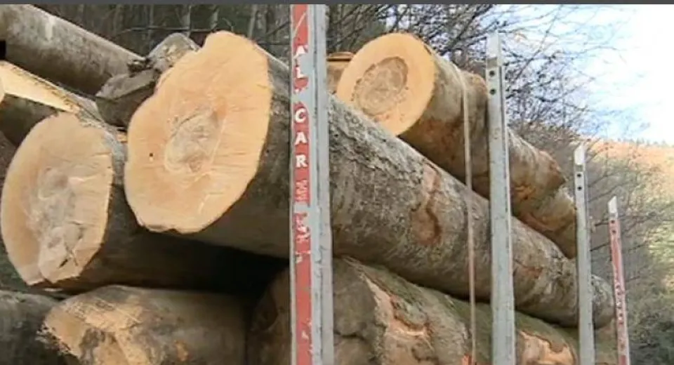 Foto Amendat pentru transport ilegal de material lemnos