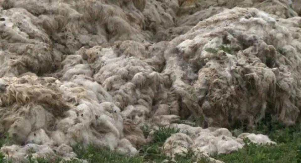 Foto Cea mai mare fabrică de procesare a lânii din Europa va fi construită în județul Olt