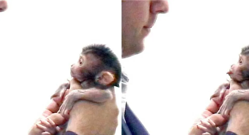 Foto “Monkey see, monkey do”, sau cum nu am voie afară după ora 10 pentru că e mai ușor așa