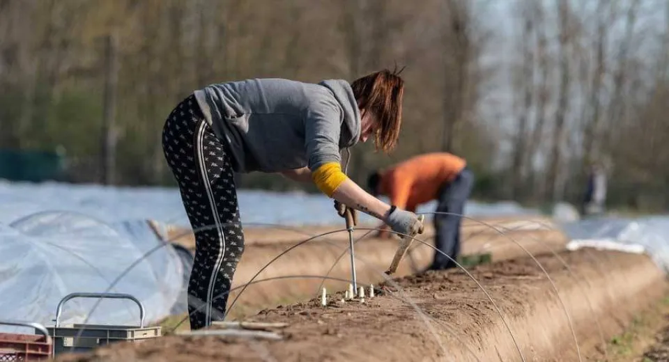 Foto Situația sezonierilor români din Mamming, Germania: Am fost trataţi mai rău decât animalele