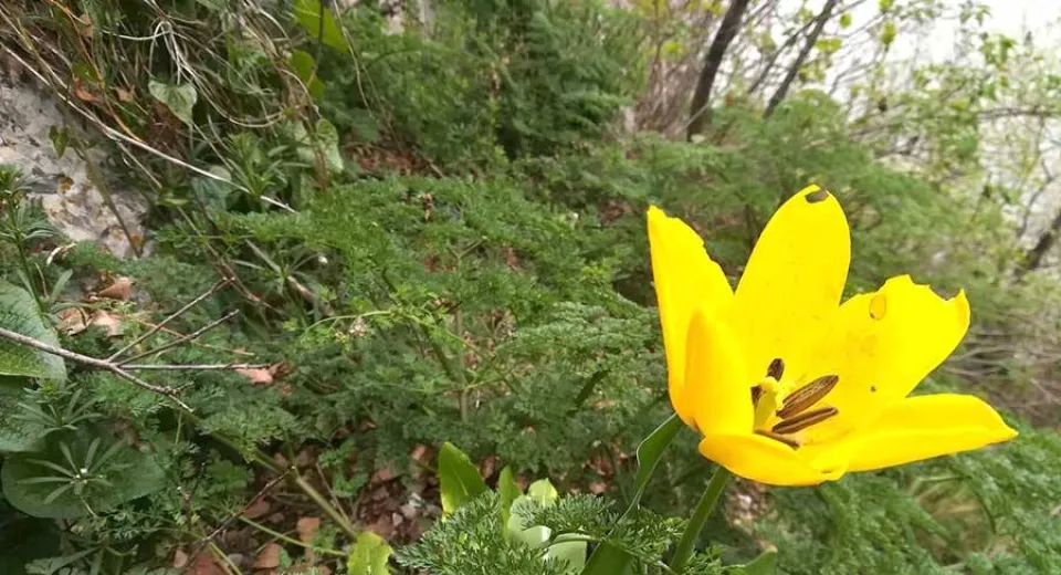 Foto O floare unică în lume a înflorit la Cazanele Dunării. Aceasta poate fi admirată doar de pe apă