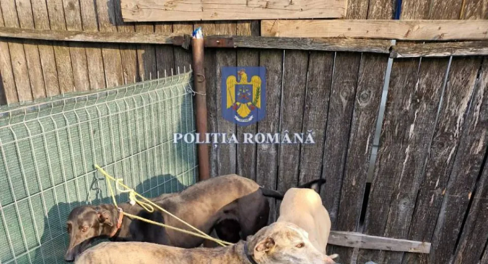 Foto Depistați cu patru câini rasa ogar pe un fond de vânătoare din Terpezița