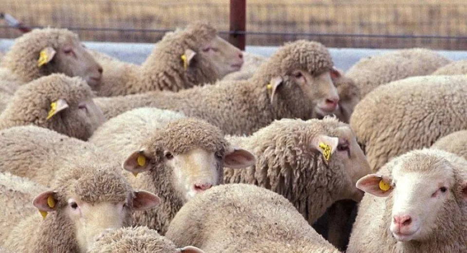 Foto Măsuri ANSVSA pentru prevenirea variolei ovine și caprine în România