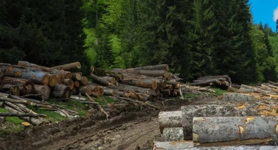 Foto Proiect: Pedepse mai mari pentru cei care agresează silvicultorii