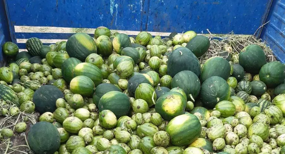 Foto Culturi de pepene distruse din cauza nepăsării. Sistemul antigrindină este cerut din 2018