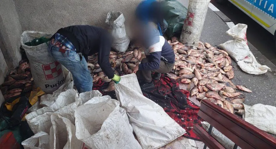 Foto Prinși cu sute de kilograme de pește transportat ilegal cu o mașină 