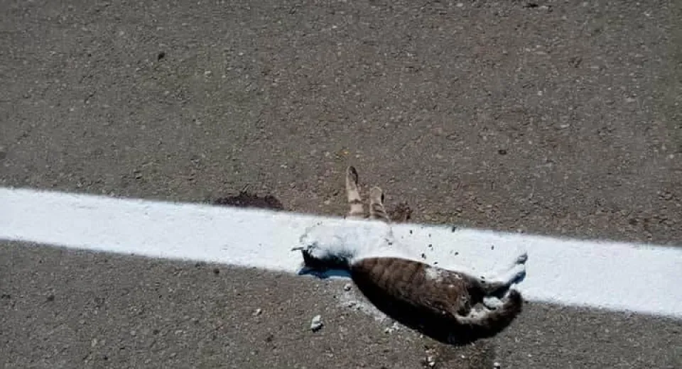 Foto Au trasat marcajul rutier peste cadavrul unei pisici aflate pe mijlocul drumului