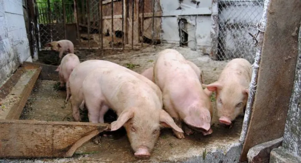 Foto 30 de focare de pestă porcină active în județul Olt 