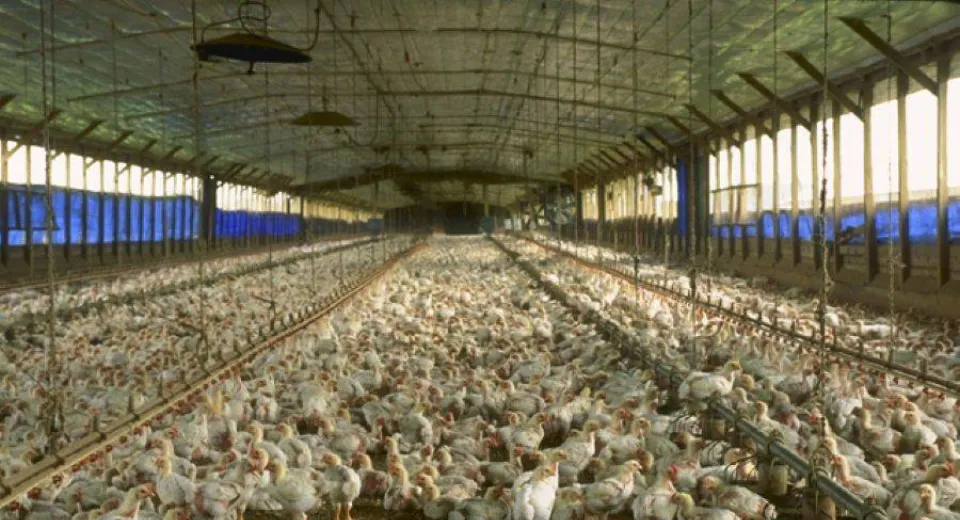 Foto ANPC anunță că va face controale la toți producătorii de carne de pui