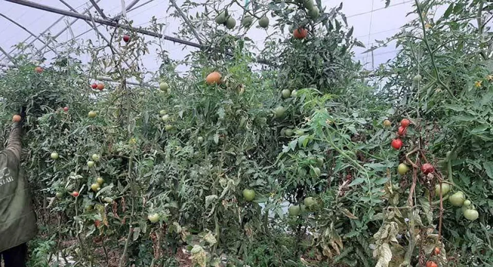 Foto ANAF explică modul de impozitare a veniturilor din agricultură