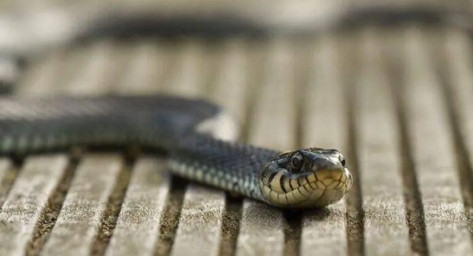 Foto Invazie de șerpi în județul Olt 