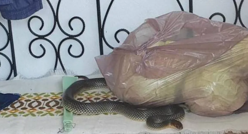 Foto Un șarpe de 2 metri a fost găsit într-o casă din Slatina