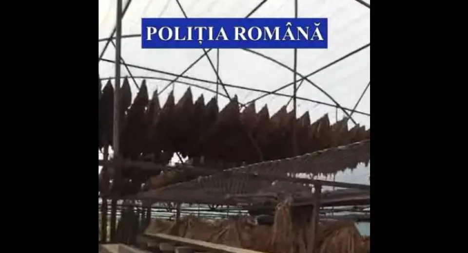 Foto 45 de percheziții în Olt. Comerț ilegal cu tutun 