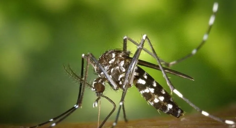 Foto Primul caz de infecție cu virusul West Nile în Dolj