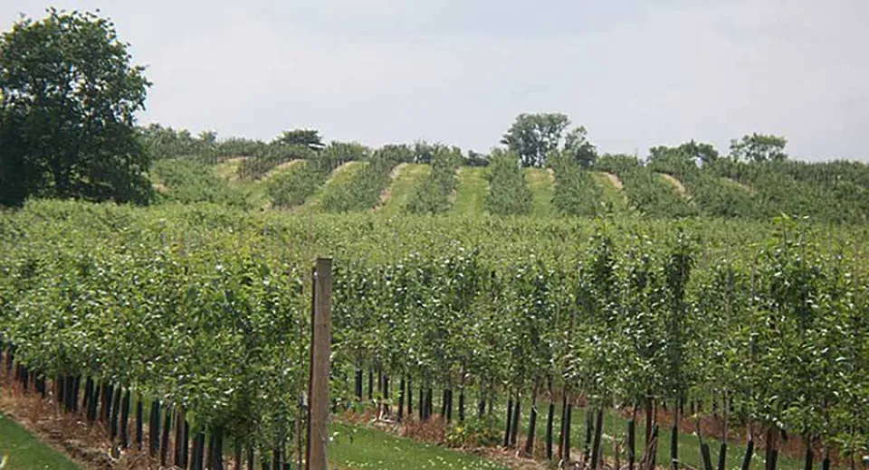 Foto Lansarea sesiunii de finanțare pentru grupurile de producători agricoli și pomicoli